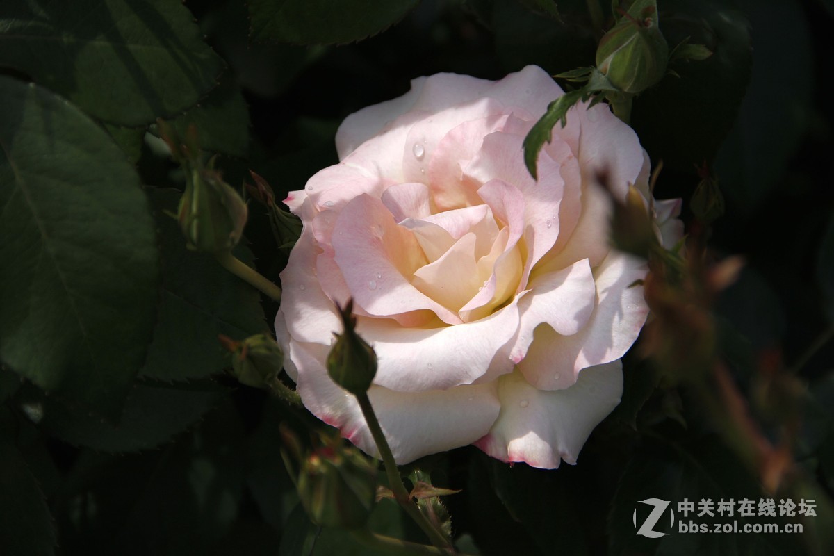 再发日本拍月季，只调锐度，曲线。