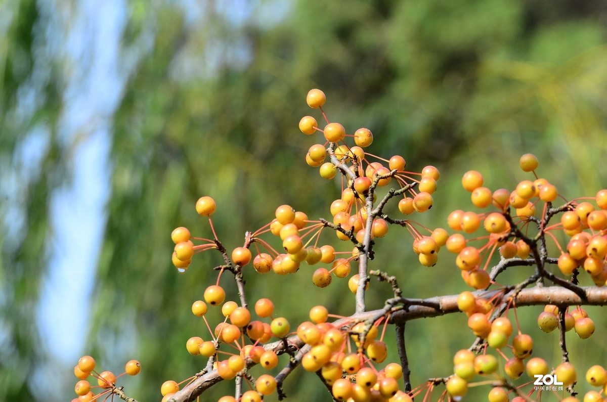 花卉系列（果果）1424