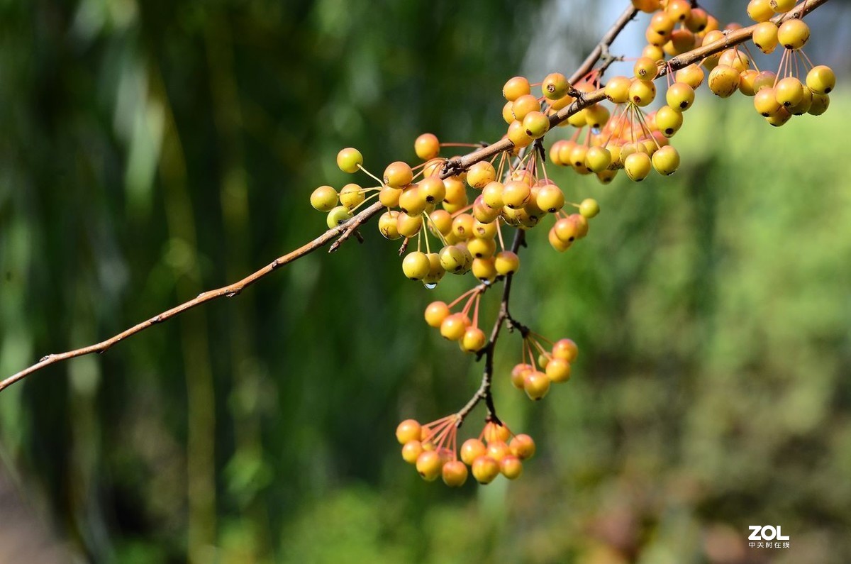 花卉系列（果果）1424