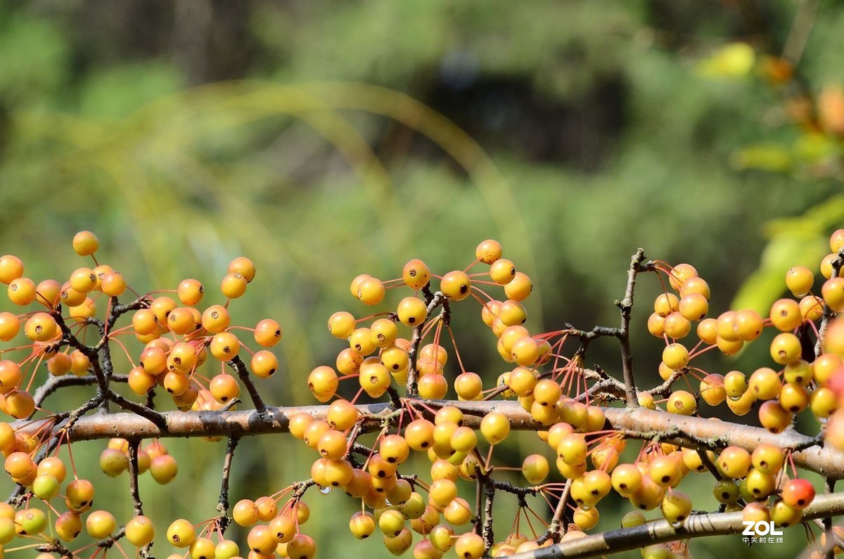 花卉系列（果果）1424