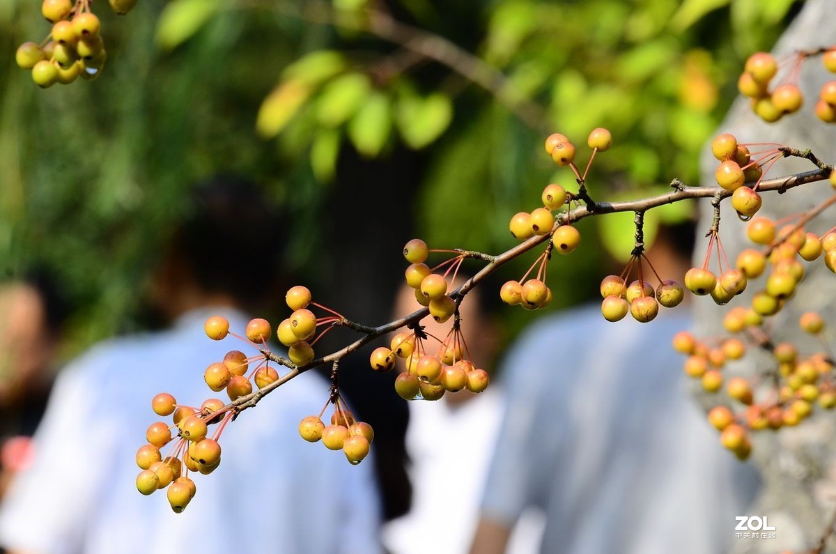 花卉系列（果果）1424