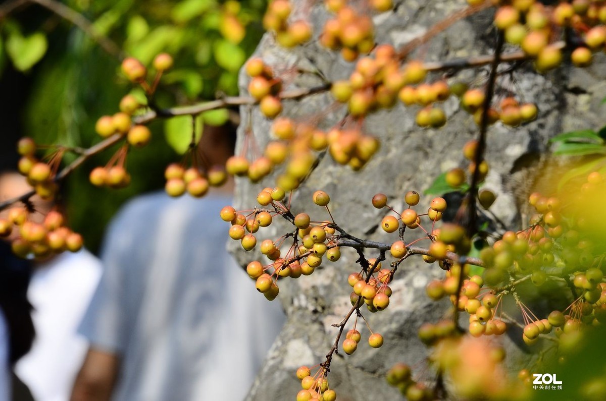 花卉系列（果果）1424