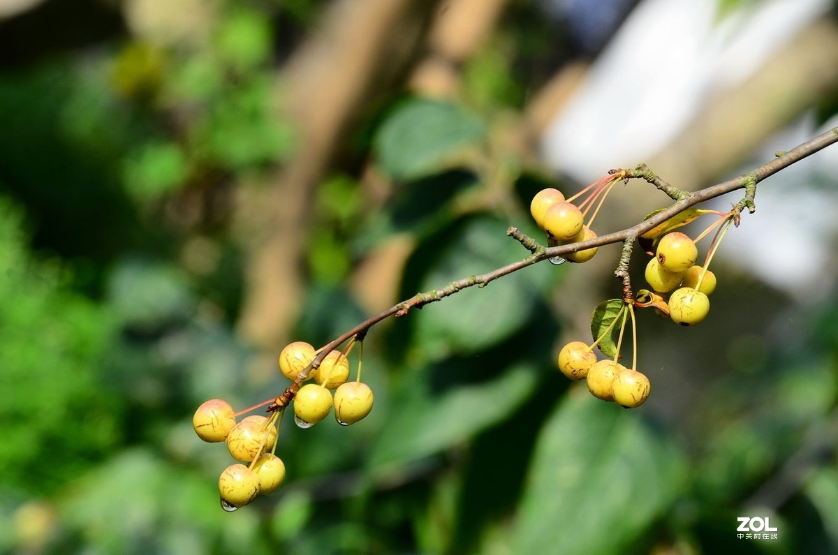 花卉系列（果果）1424