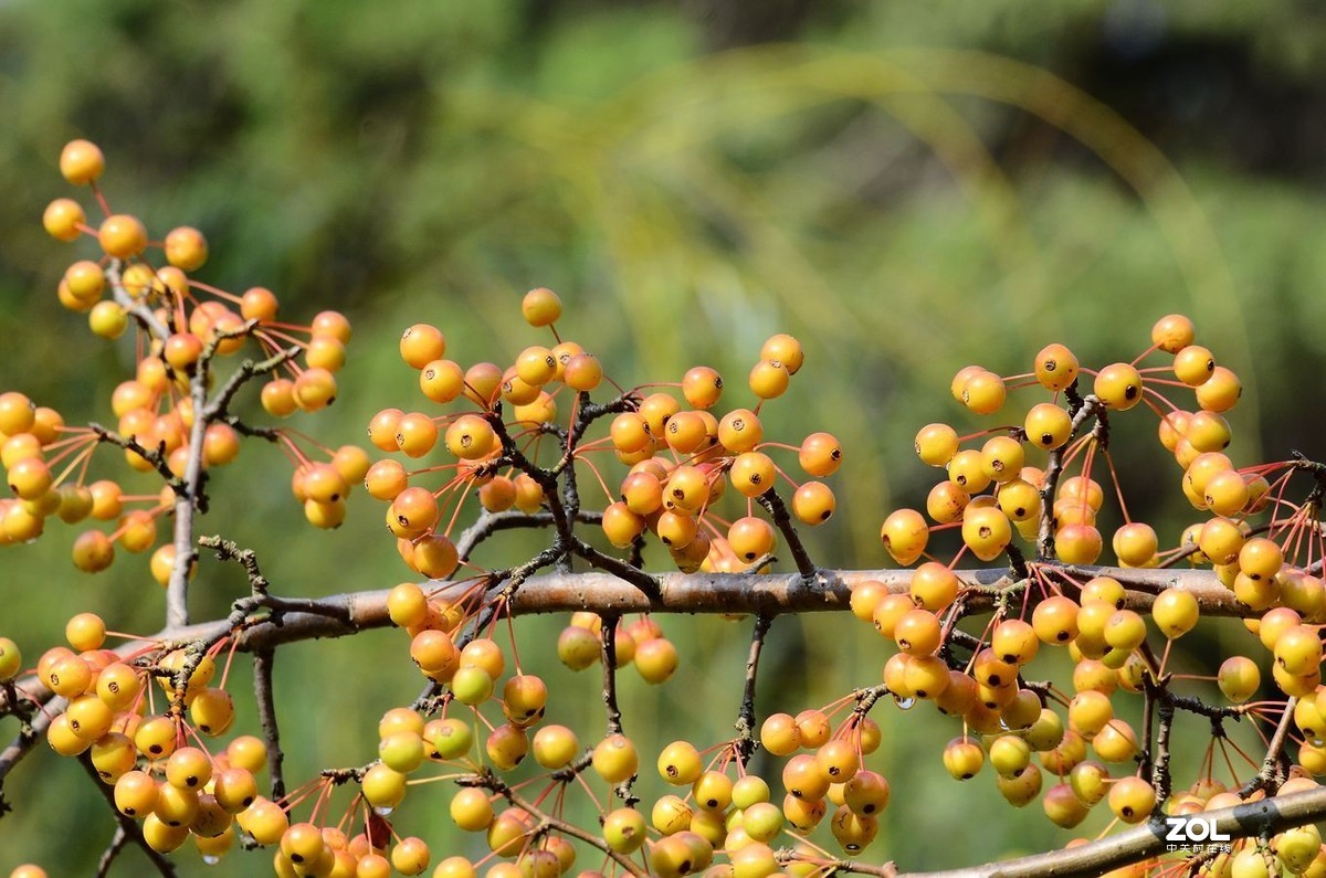 花卉系列（果果）1424
