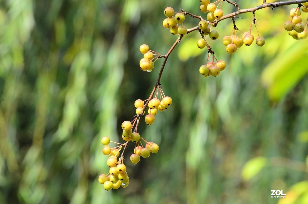 花卉系列（果果）1424