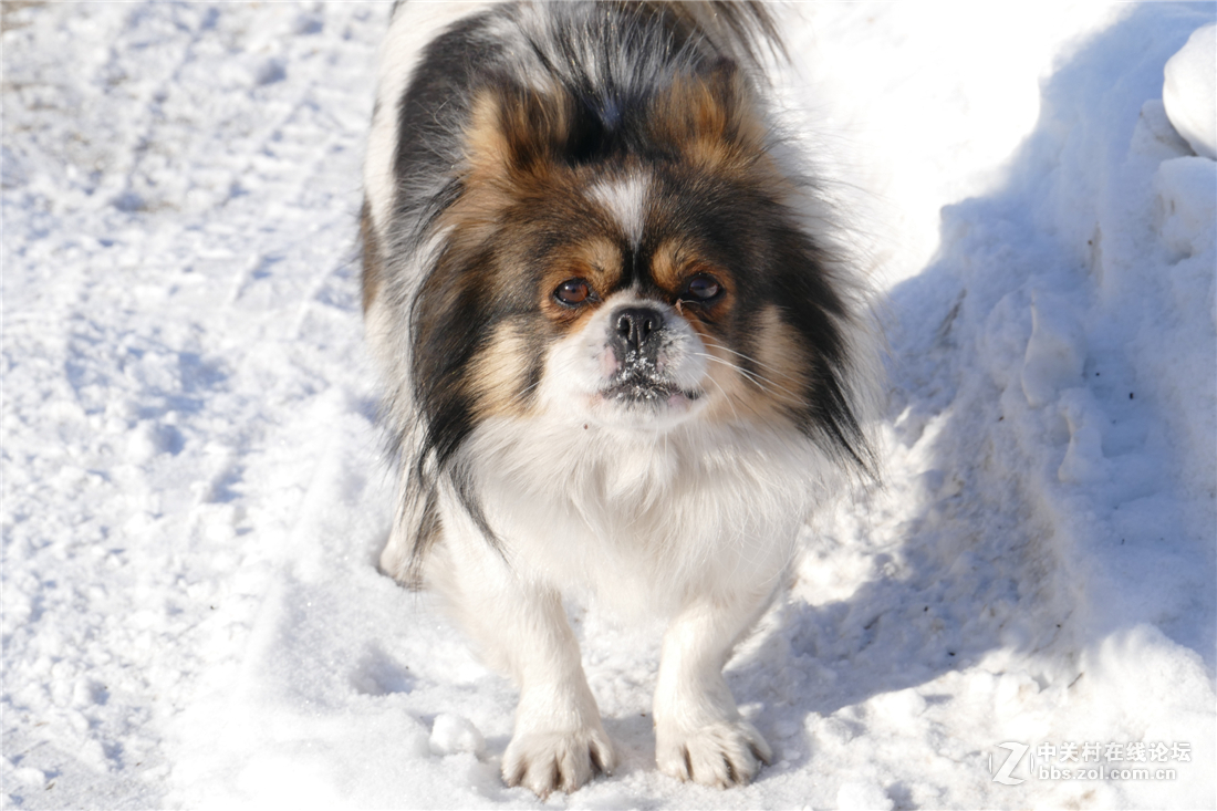 TYP114试用多图（不学版主打苍蝇咱打老虎呵呵）欢迎拍砖！！！