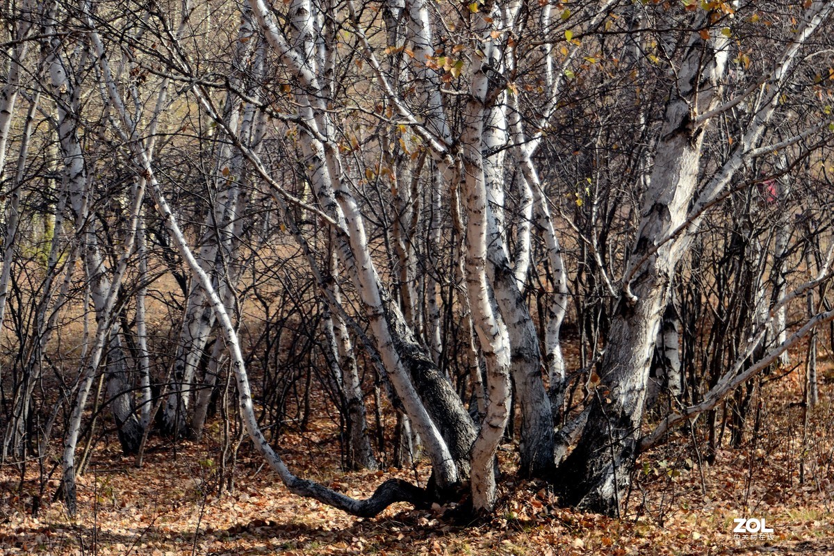 赛旱坝草原风景
