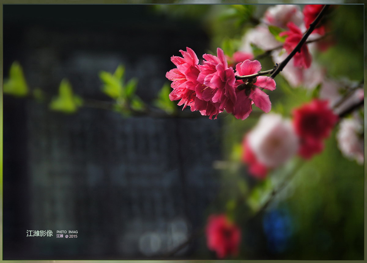 茶窗柳绿碧桃红——6P