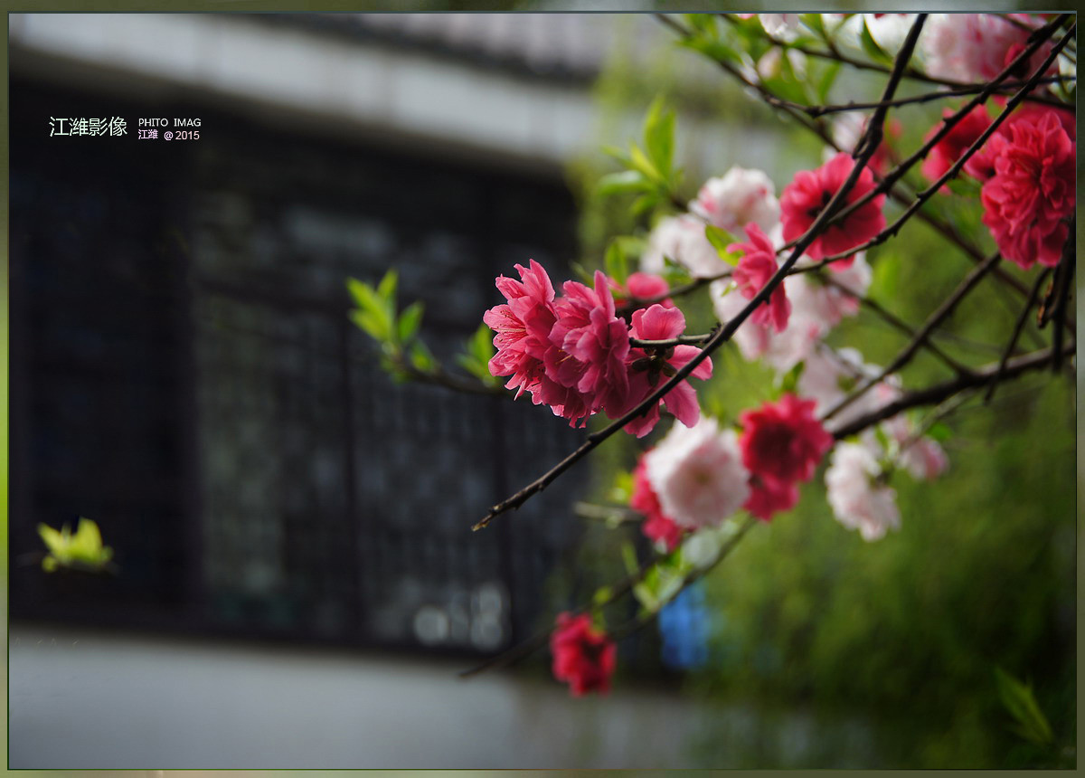 茶窗柳绿碧桃红——6P