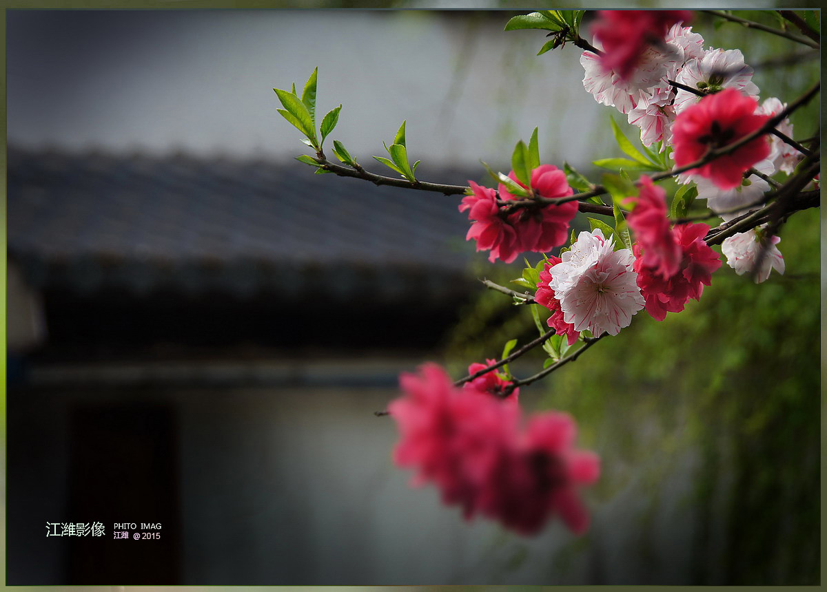 茶窗柳绿碧桃红——6P