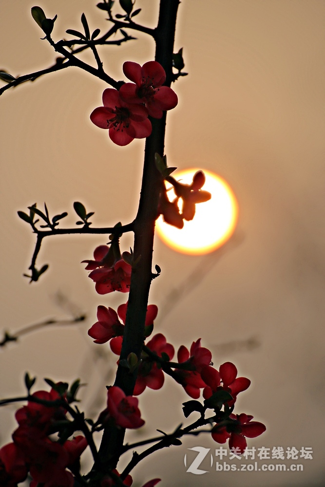 海棠香国海棠花儿香（诗配画）