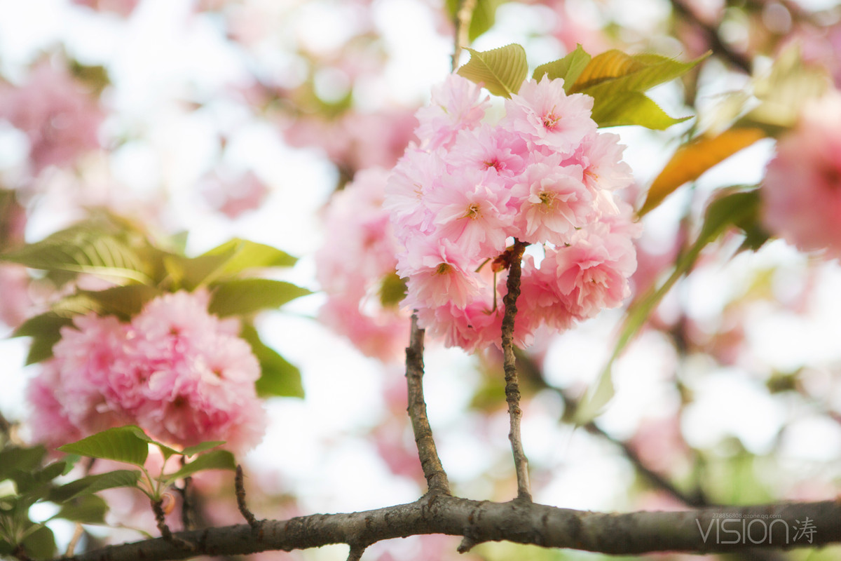 樱花下的美女-中关村在线摄影论坛