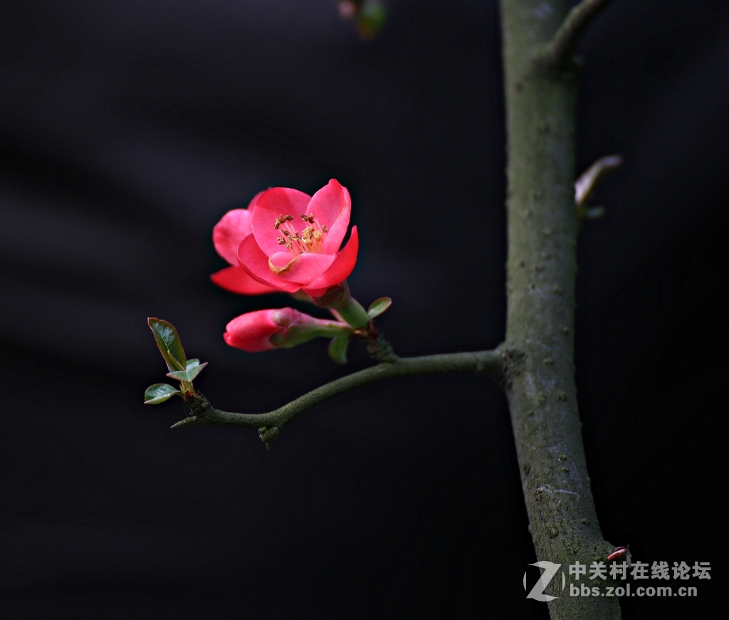 海棠香国海棠花儿香（诗配画）