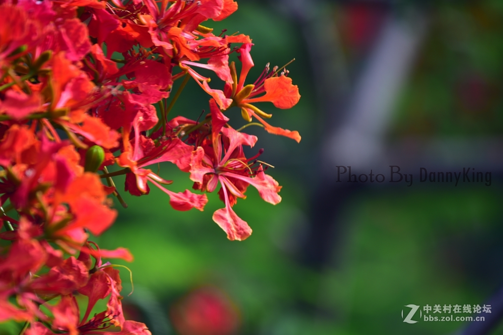 火紅的鳳凰花。翠綠的鳳凰木