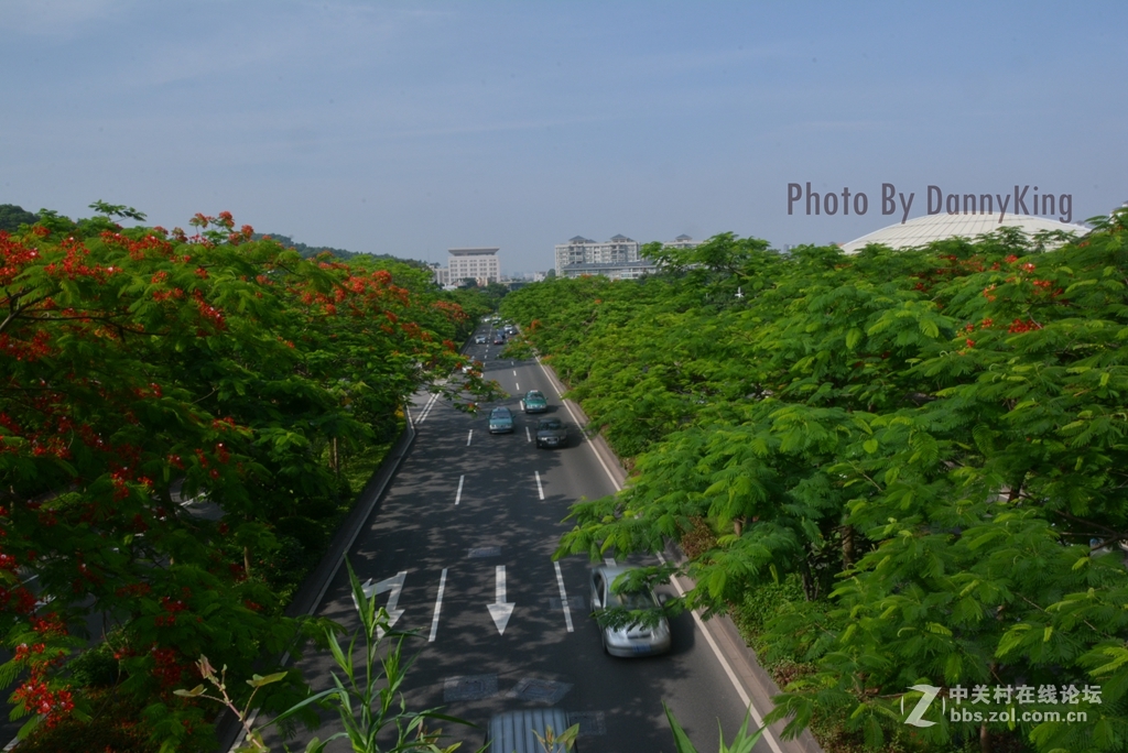 火紅的鳳凰花。翠綠的鳳凰木