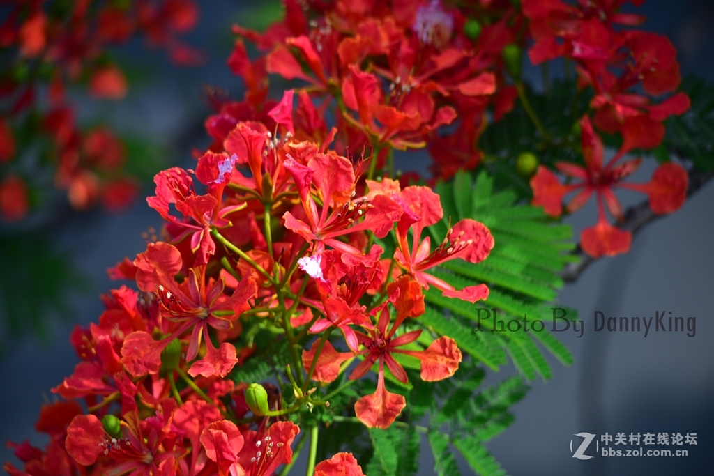 火紅的鳳凰花。翠綠的鳳凰木