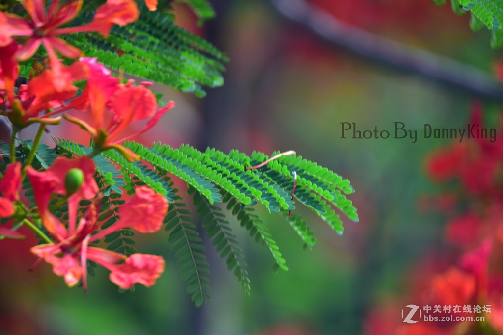 火紅的鳳凰花。翠綠的鳳凰木