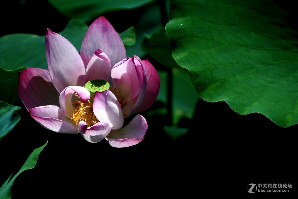 根底藕丝长，花里莲心苦