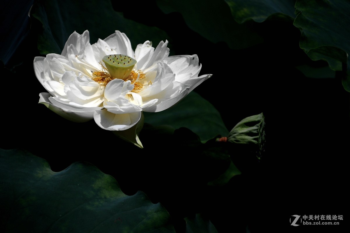 根底藕丝长，花里莲心苦