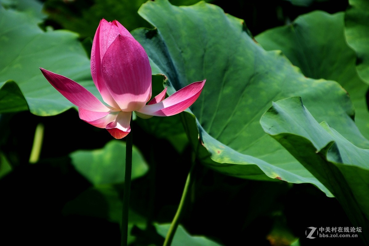 根底藕丝长，花里莲心苦