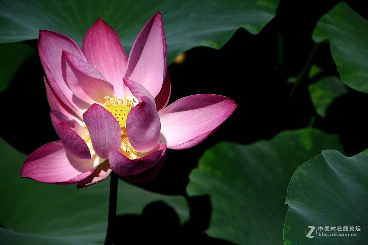 根底藕丝长，花里莲心苦