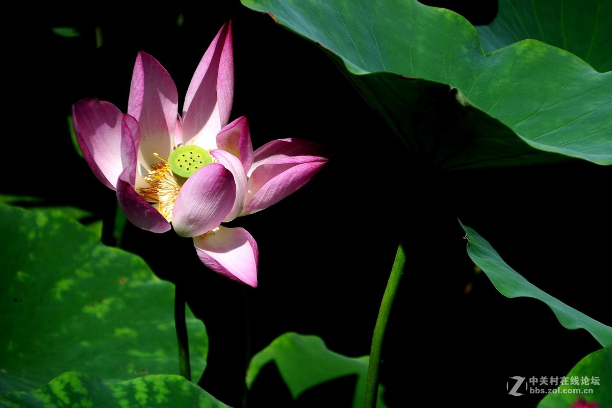 根底藕丝长，花里莲心苦