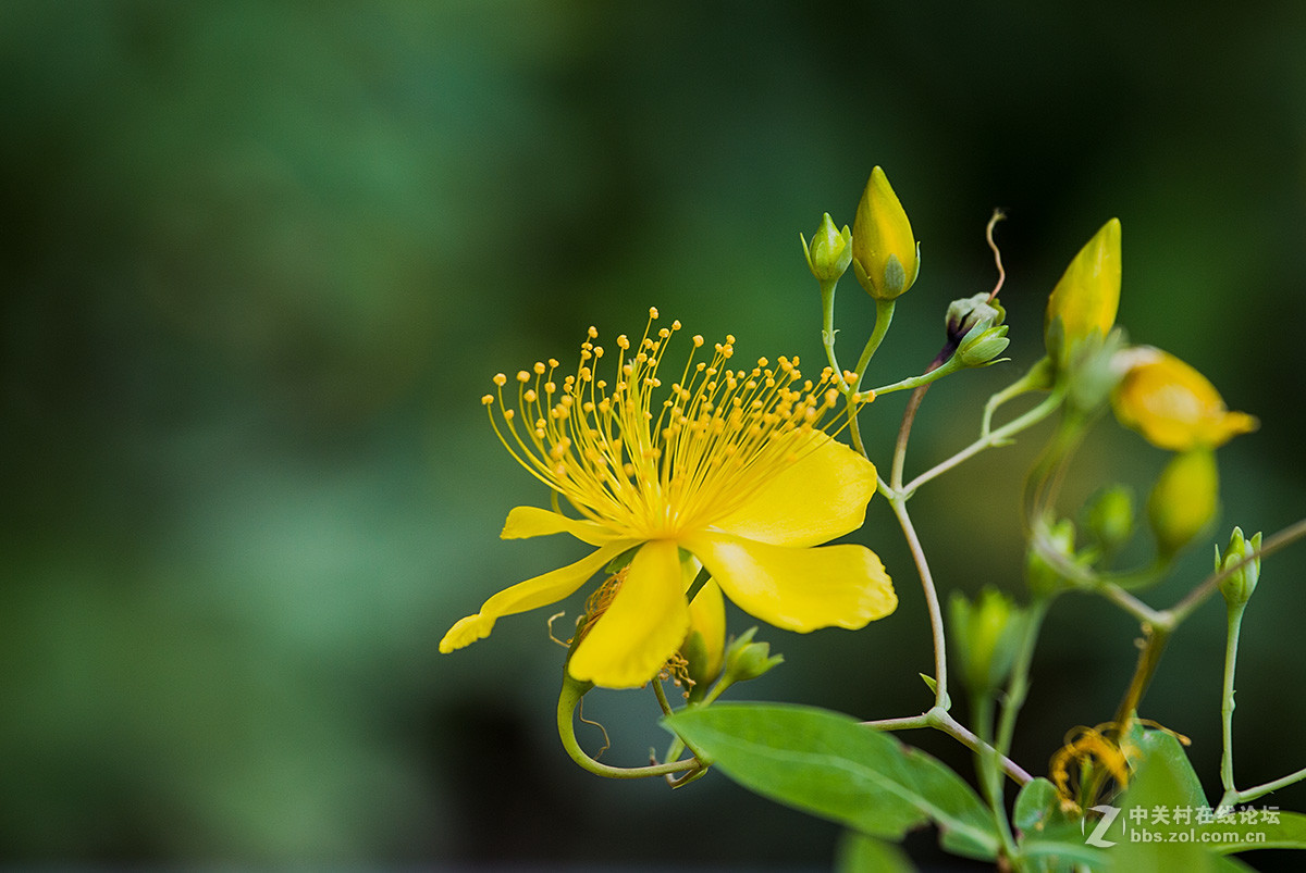 路边拾遗----金丝桃