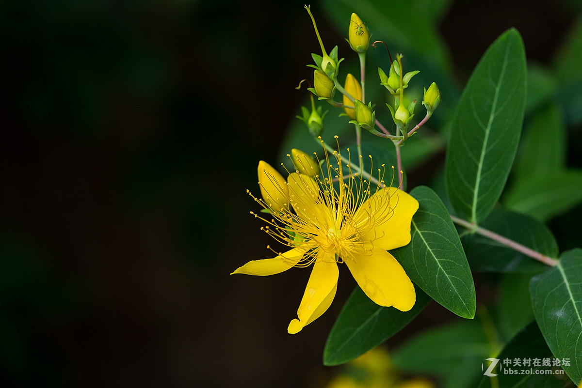 路边拾遗----金丝桃