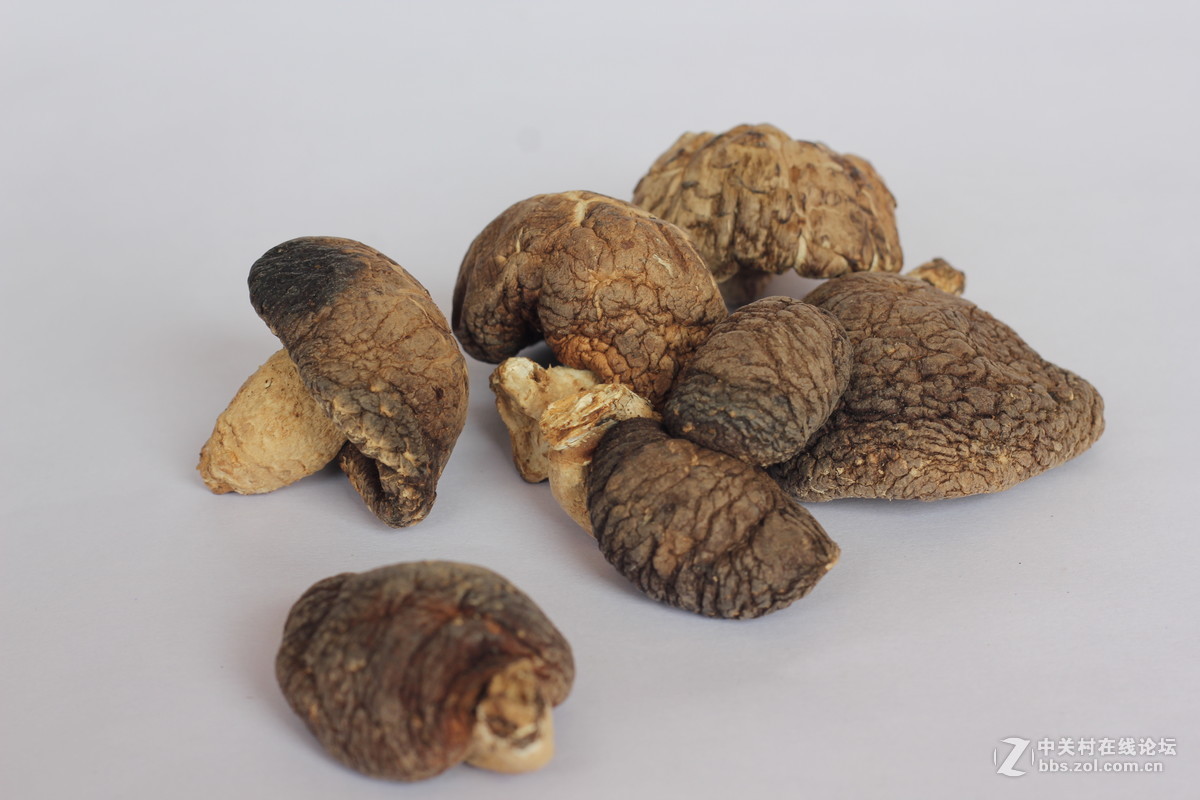 550D配小痰盂拍北川山珍