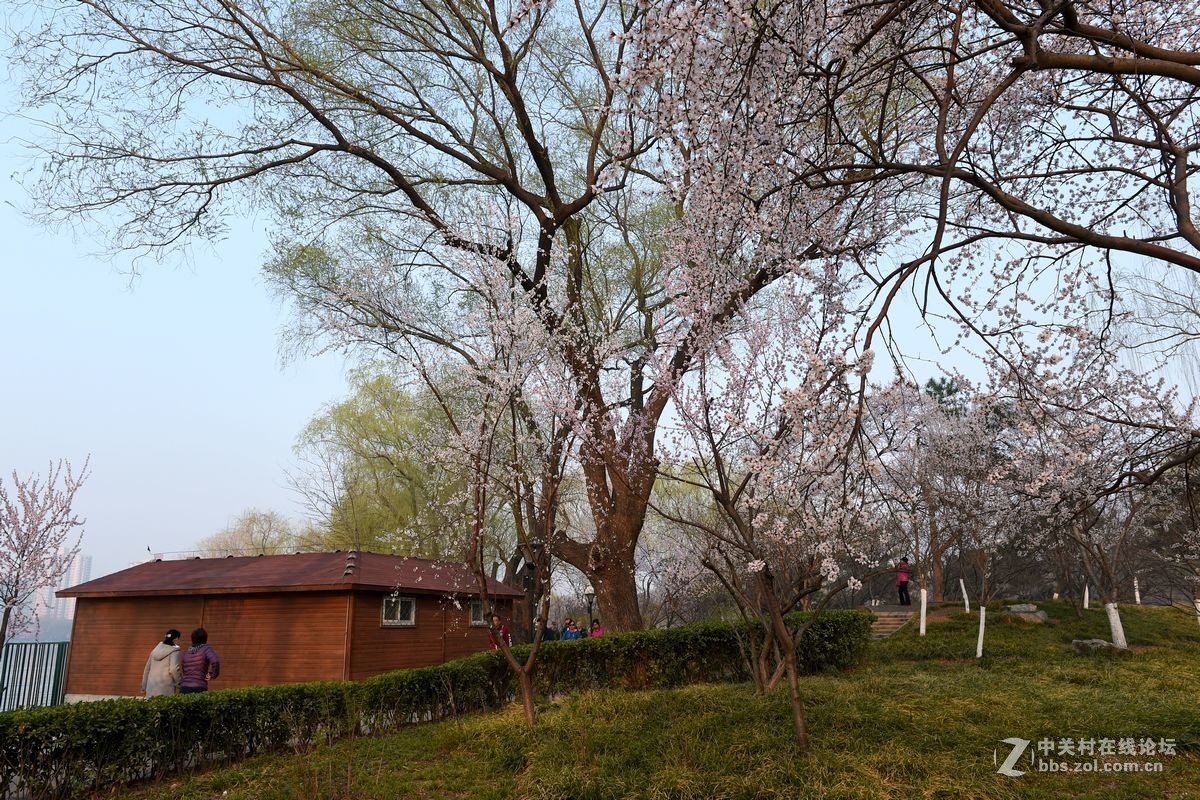 花开——玉渊潭（一）
