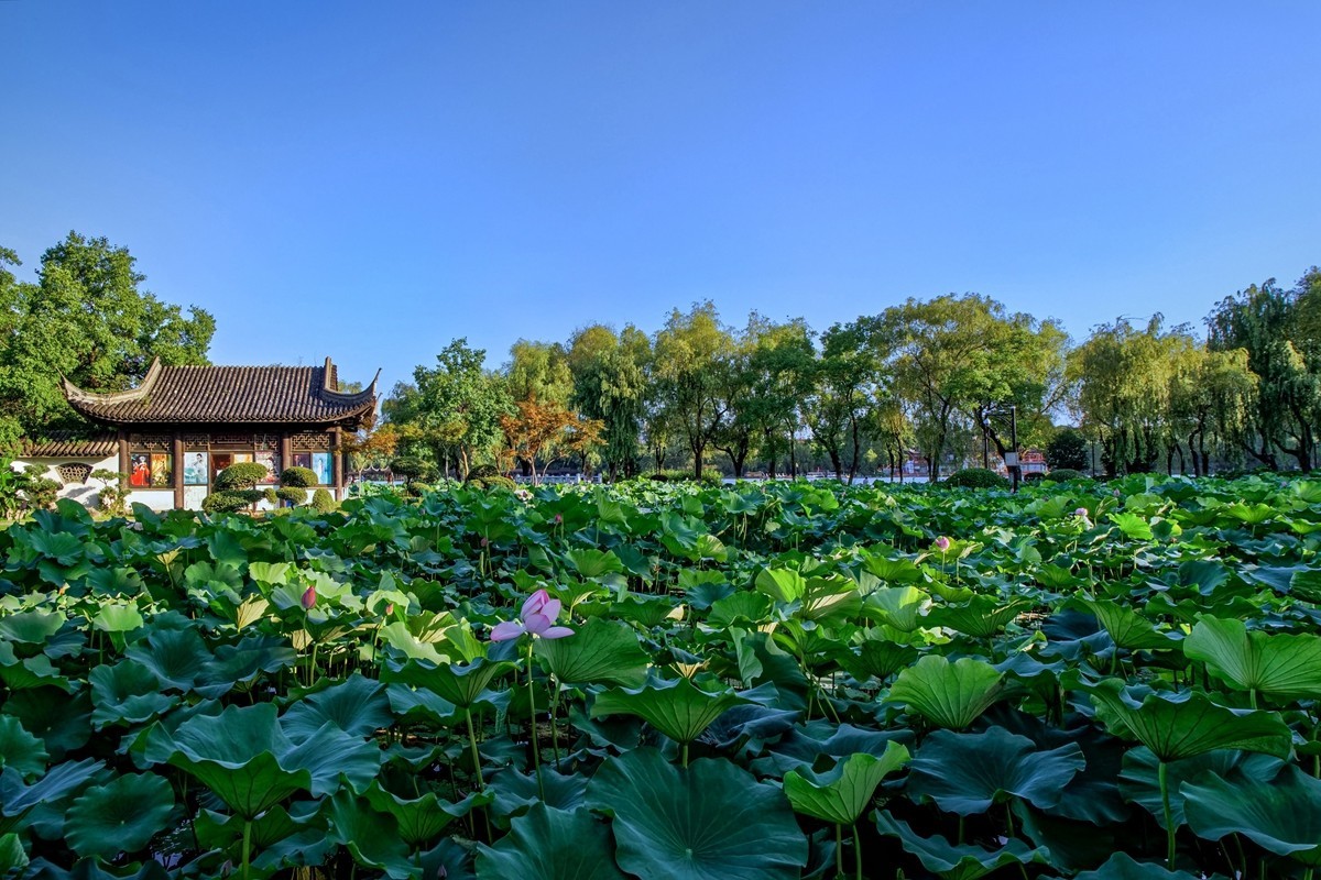 莫愁湖公园随拍(嘉蕊12F2.8手动镜头试镜)