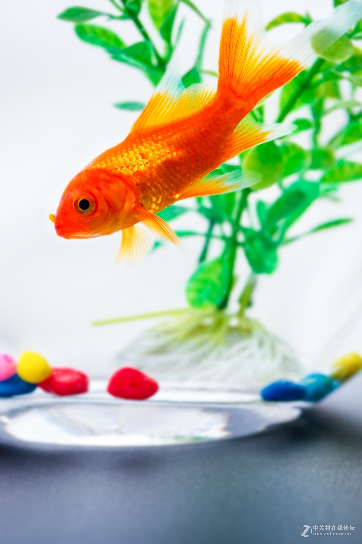 小白报道，轻拍