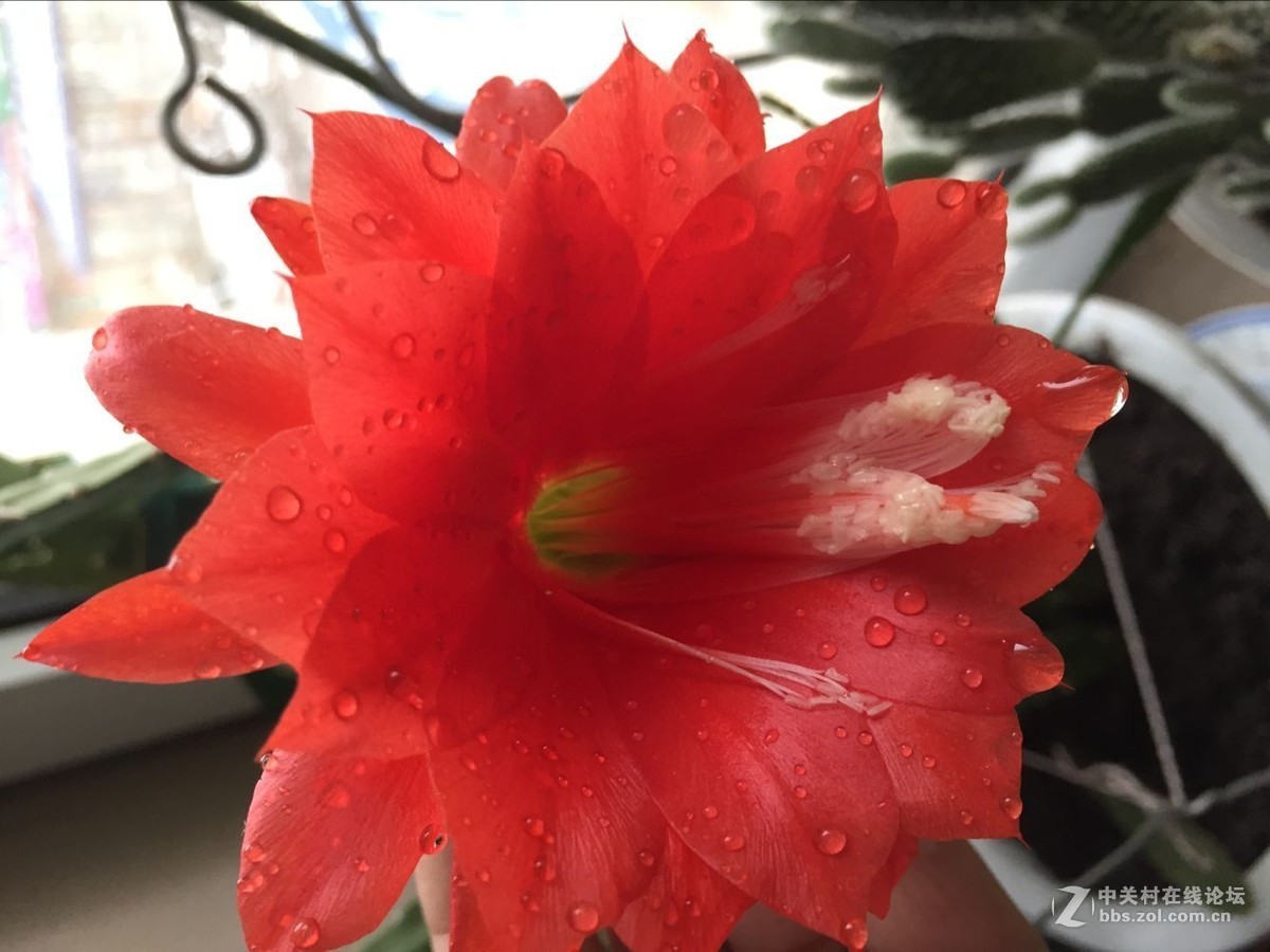 我家的仙人剑花