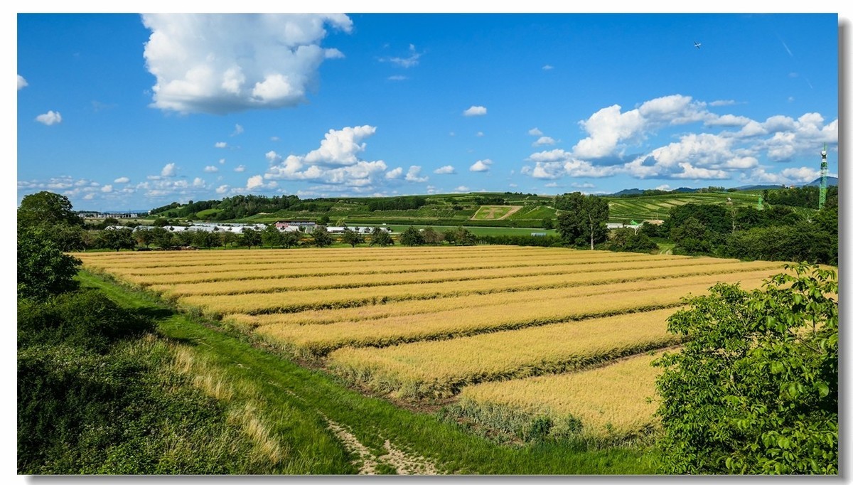 莱茵平原米粮川