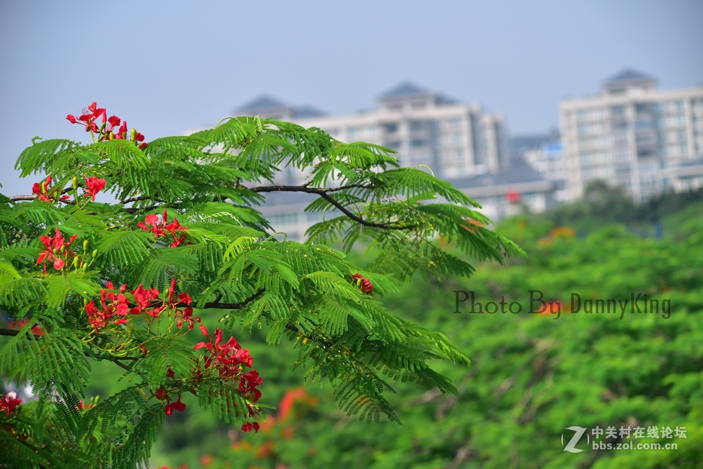 火紅的鳳凰花。翠綠的鳳凰木