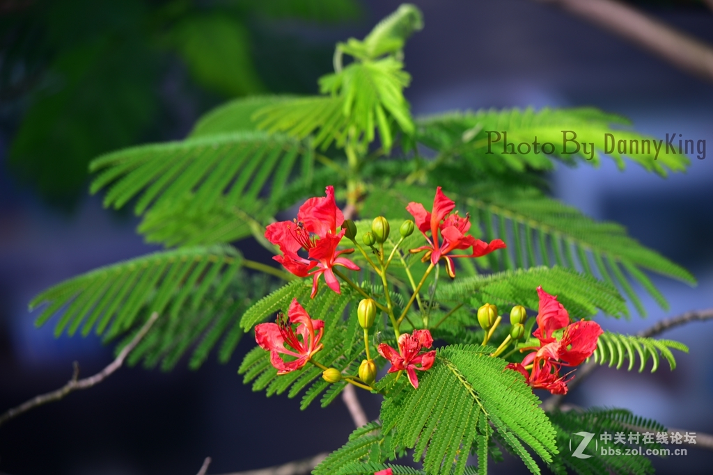 火紅的鳳凰花。翠綠的鳳凰木