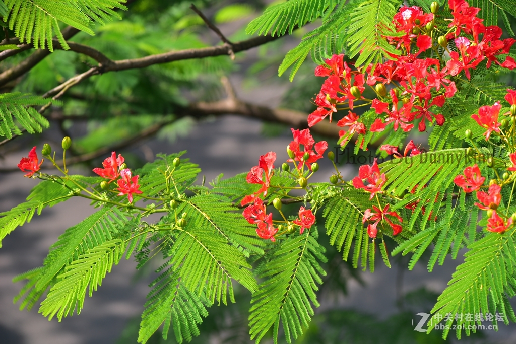 火紅的鳳凰花。翠綠的鳳凰木