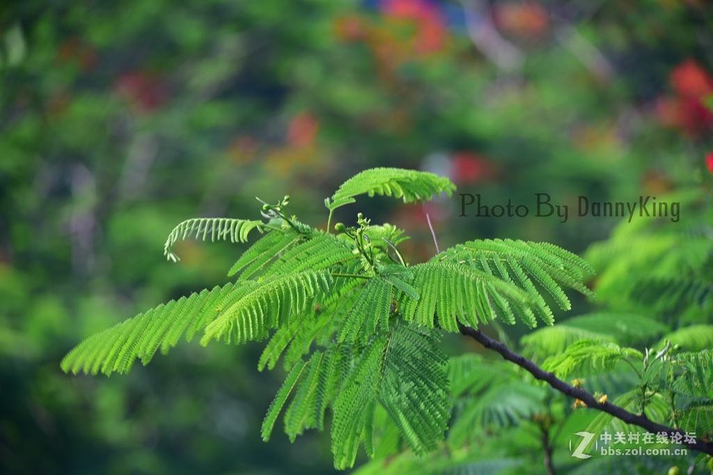 火紅的鳳凰花。翠綠的鳳凰木