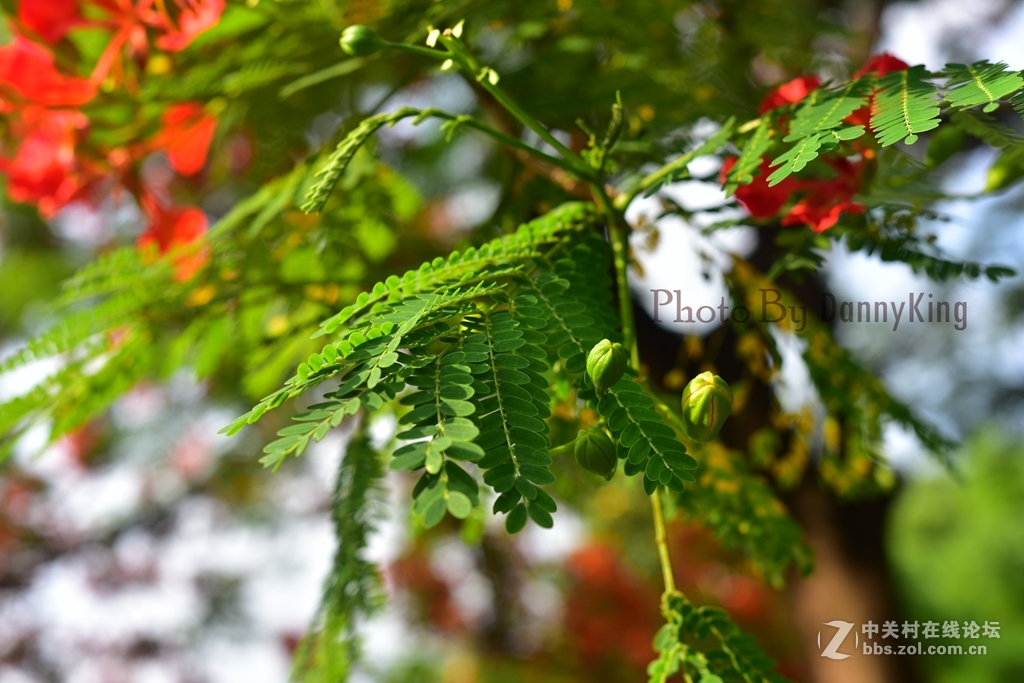 火紅的鳳凰花。翠綠的鳳凰木