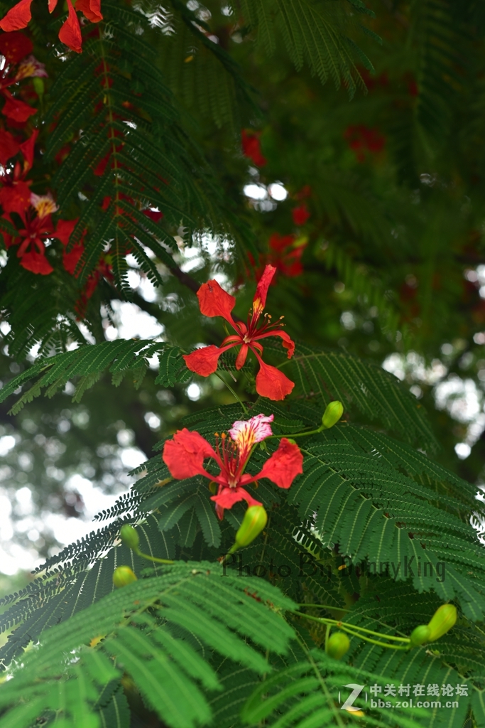 火紅的鳳凰花。翠綠的鳳凰木