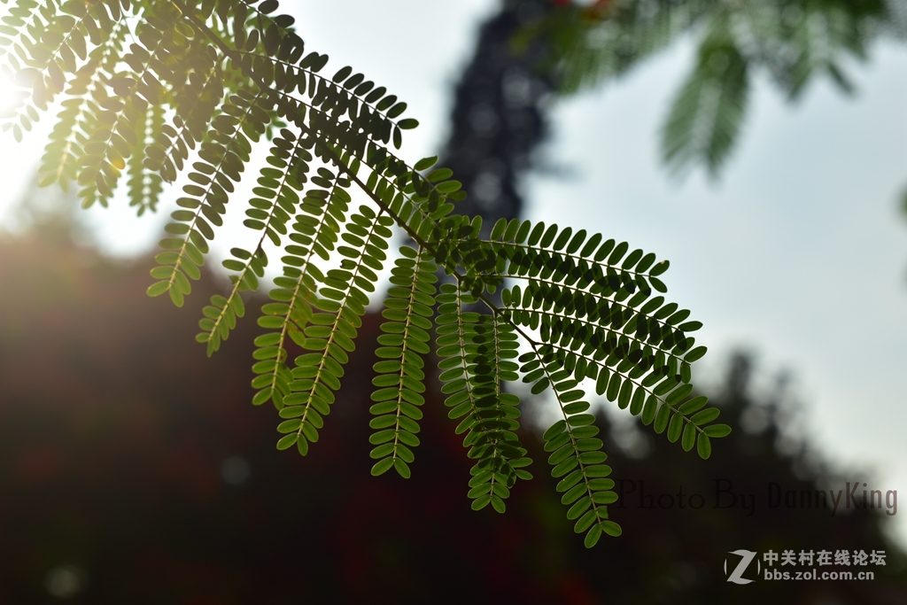 火紅的鳳凰花。翠綠的鳳凰木