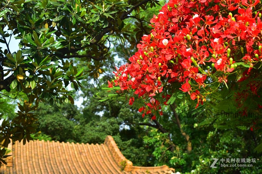 火紅的鳳凰花。翠綠的鳳凰木