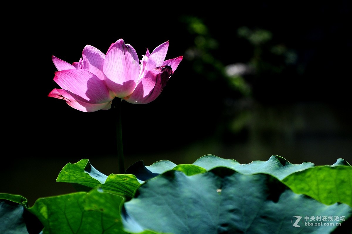 根底藕丝长，花里莲心苦