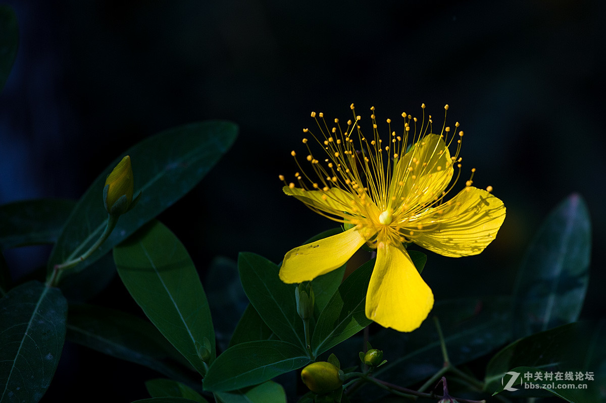 路边拾遗----金丝桃