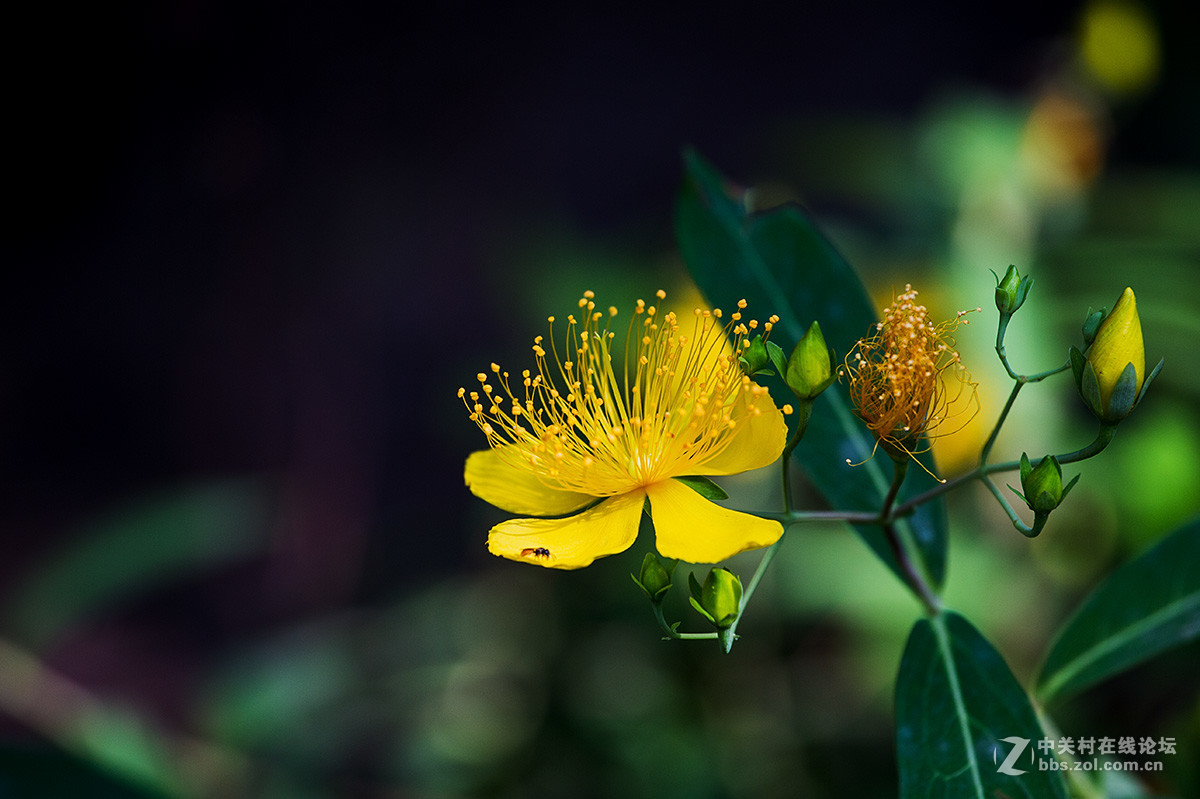 路边拾遗----金丝桃