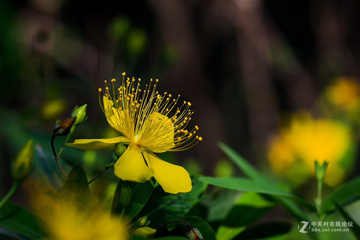 路边拾遗----金丝桃