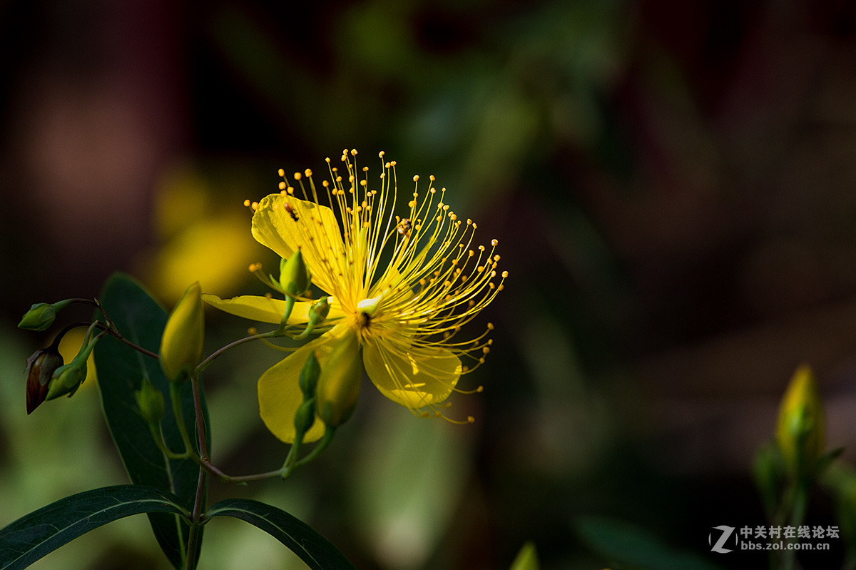 路边拾遗----金丝桃