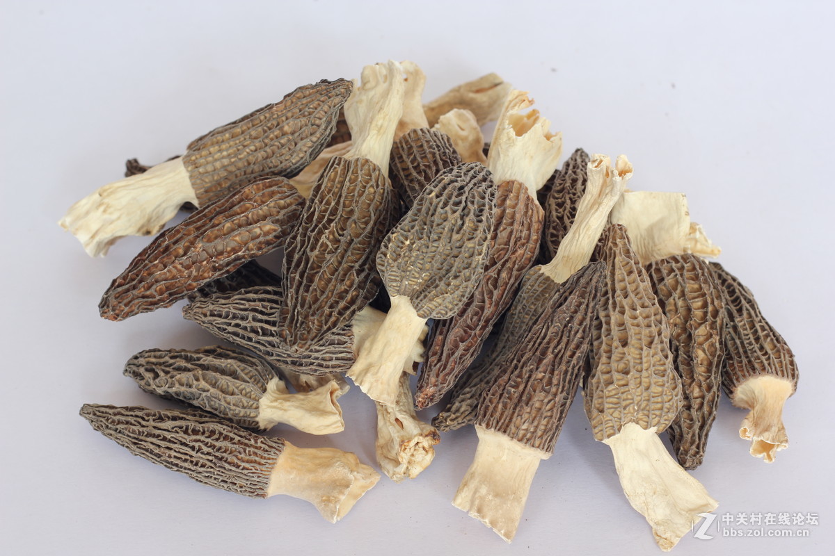 550D配小痰盂拍北川山珍