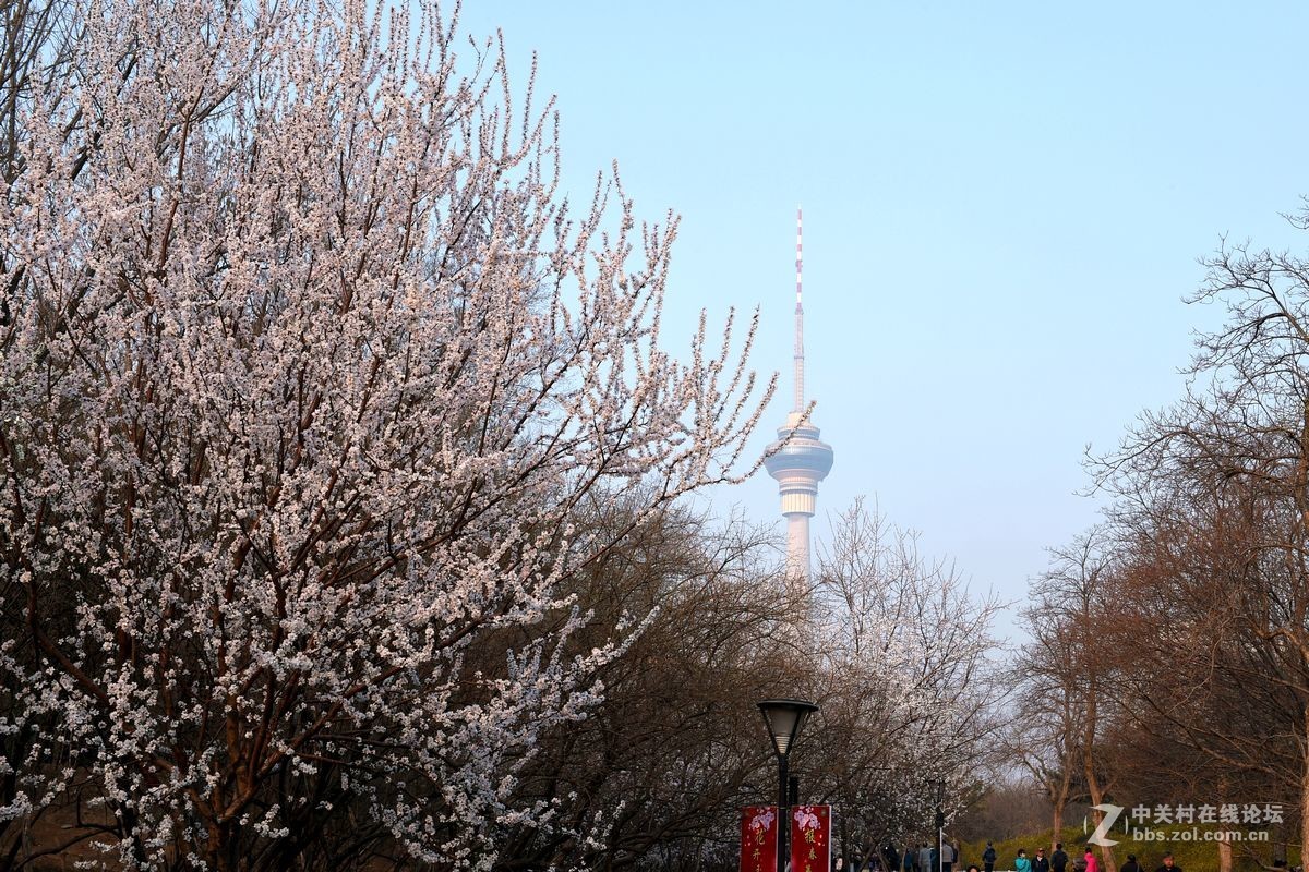 花开——玉渊潭（一）