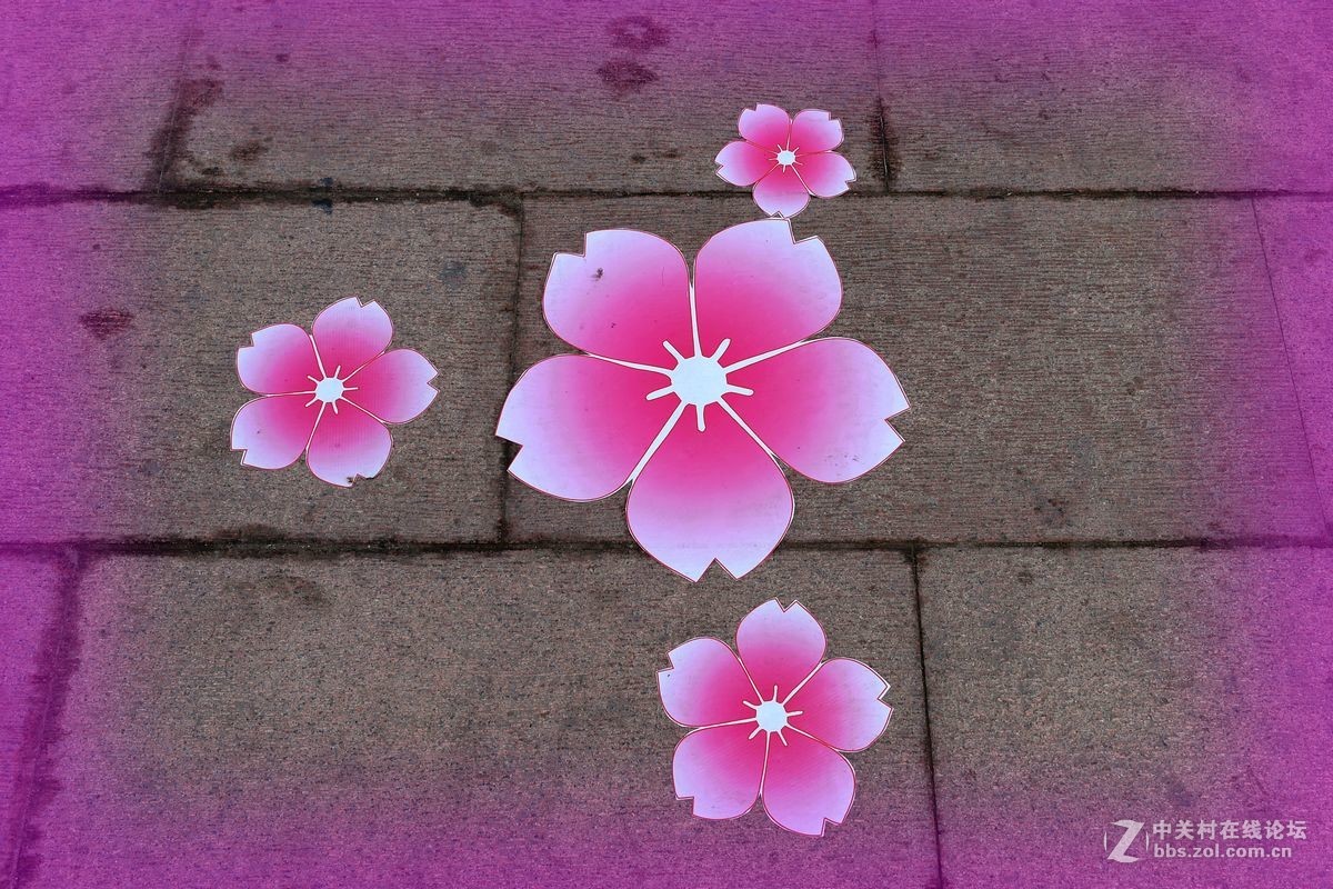 花开——玉渊潭（一）